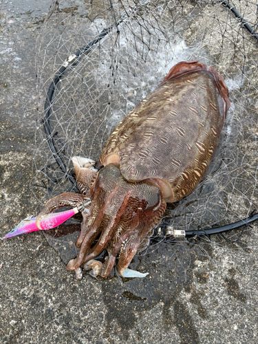 モンゴウイカの釣果