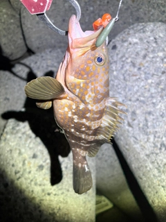 キジハタの釣果