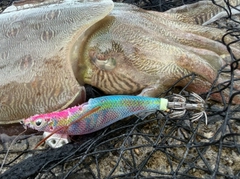 モンゴウイカの釣果