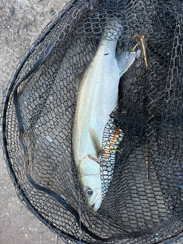 スズキの釣果