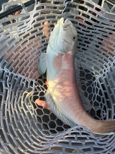シロアマダイの釣果
