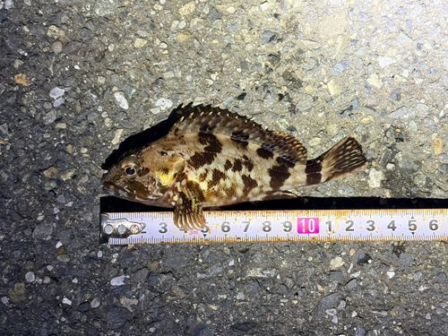 カサゴの釣果