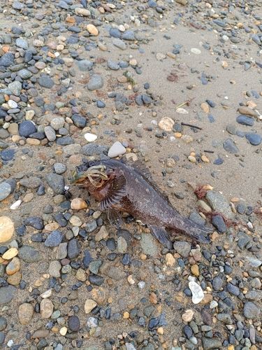 ムラソイの釣果