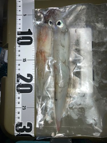 ヤリイカの釣果