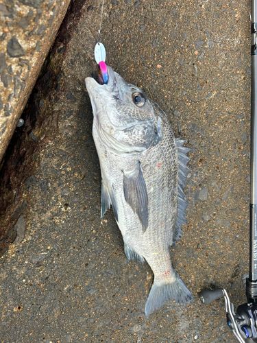 チヌの釣果