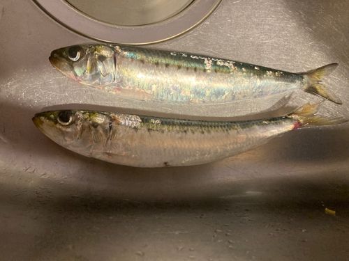 マイワシの釣果