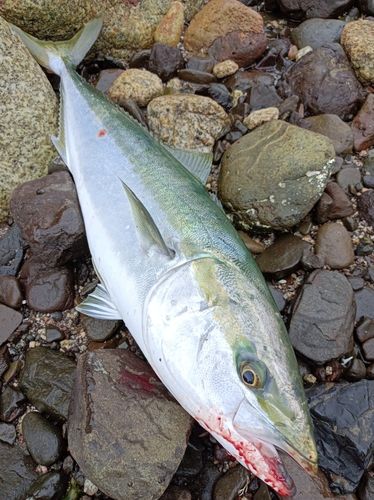 ヤズの釣果