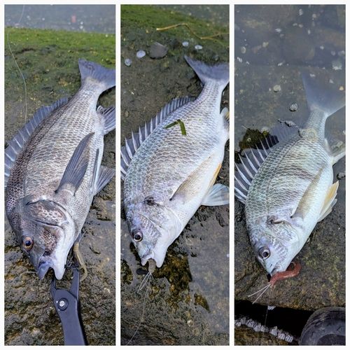 チヌの釣果