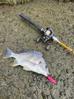 キビレの釣果