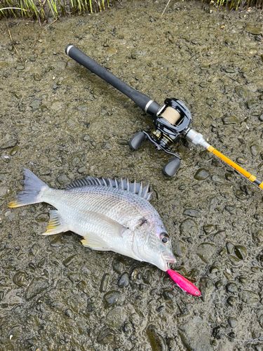 キビレの釣果