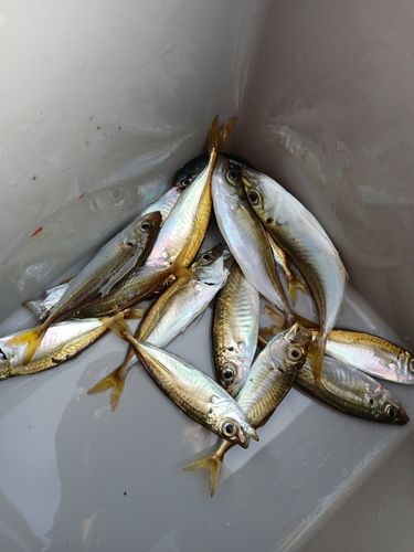 アジの釣果