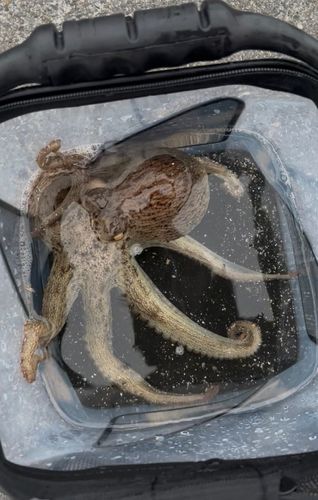 タコの釣果