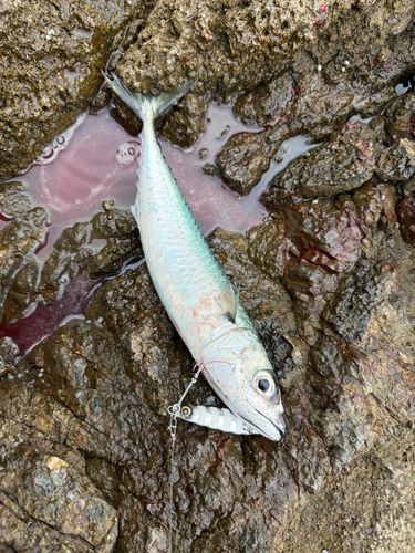 ゴマサバの釣果