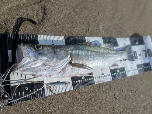 シーバスの釣果