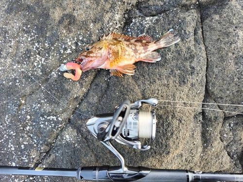 カサゴの釣果
