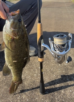 スモールマウスバスの釣果