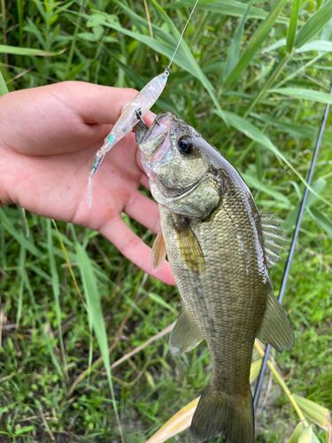 ラージマウスバスの釣果