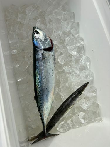 メジカの釣果