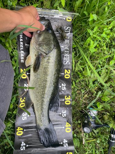 ラージマウスバスの釣果