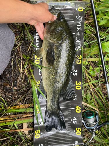 ラージマウスバスの釣果