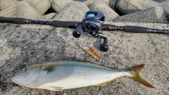 ツバスの釣果