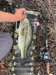 ラージマウスバスの釣果