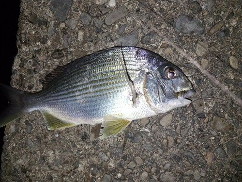 ヘダイの釣果