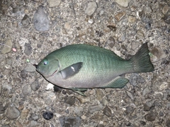 グレの釣果