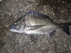 チヌの釣果