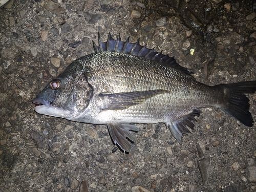 チヌの釣果