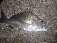 チヌの釣果