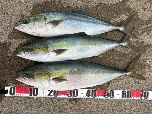 イナダの釣果