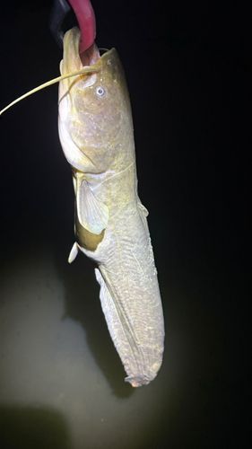 ナマズの釣果