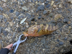 キジハタの釣果