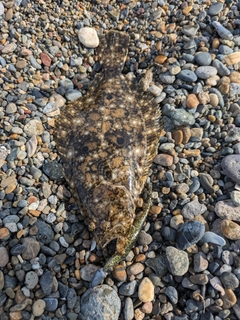 ソゲの釣果
