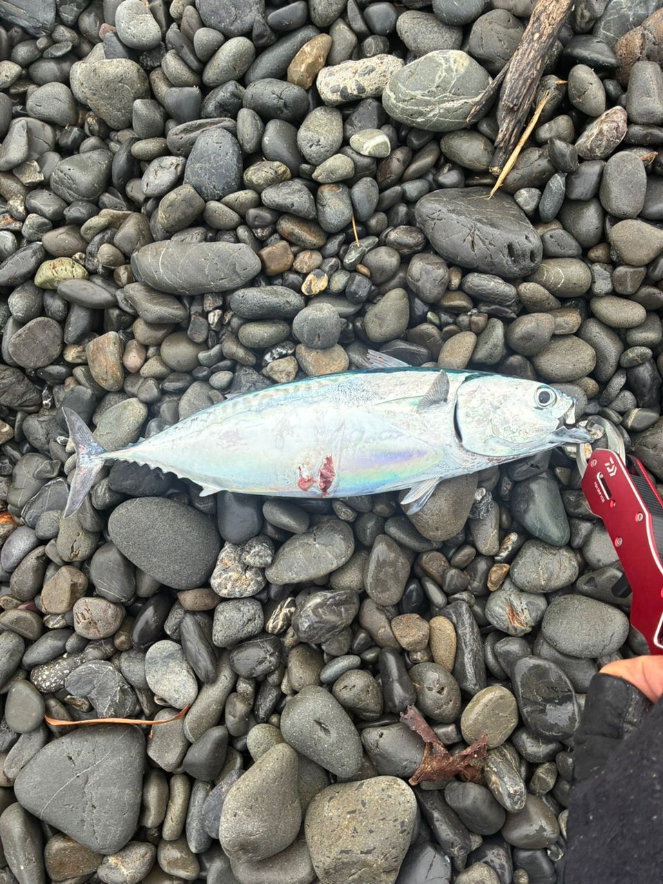 SHIMANO 23ネッサ リミテッド S110MH+の最安値・インプレ・釣果 | 本音