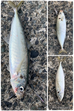 マルアジの釣果