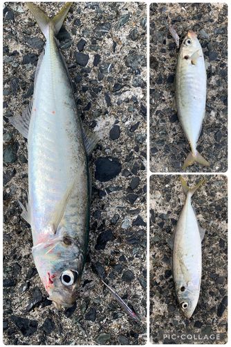 マルアジの釣果