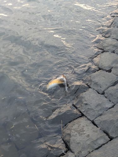 アカエイの釣果