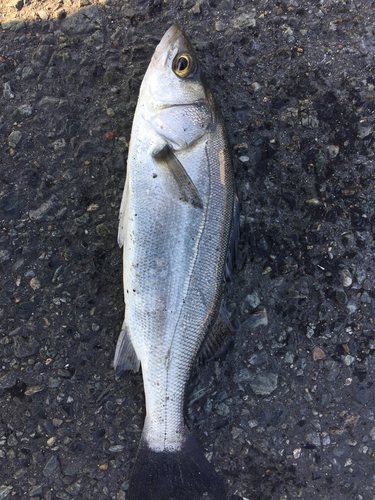 フッコ（マルスズキ）の釣果