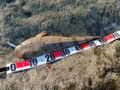 マゴチの釣果