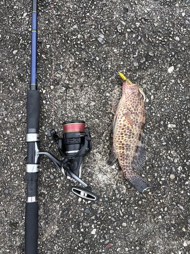 オオモンハタの釣果