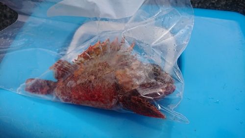 オニカサゴの釣果