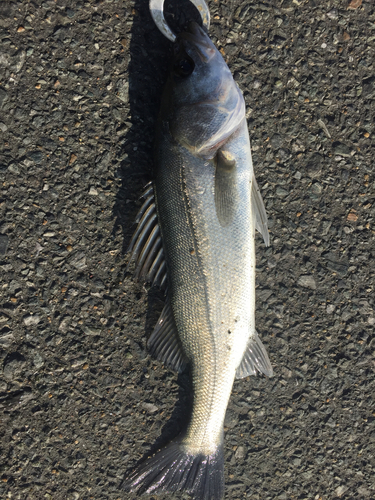 フッコ（マルスズキ）の釣果