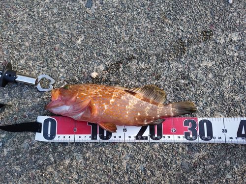アコウの釣果