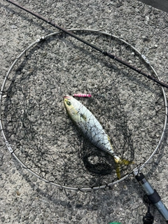 ツバスの釣果