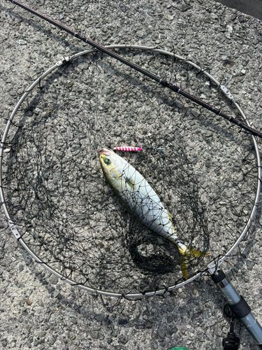 ツバスの釣果