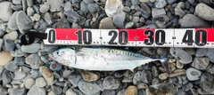 カツオの釣果