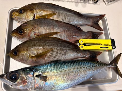 イサキの釣果