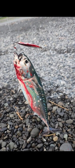カツオの釣果